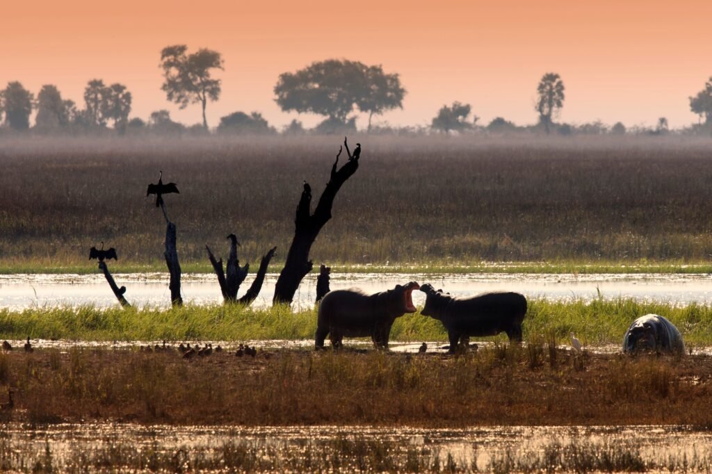 Wild Animals - Botswana - Africa